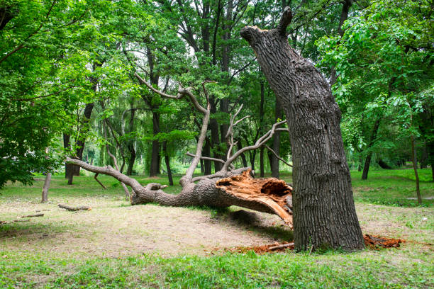 Trusted Bridgeport, NY Tree Care Experts