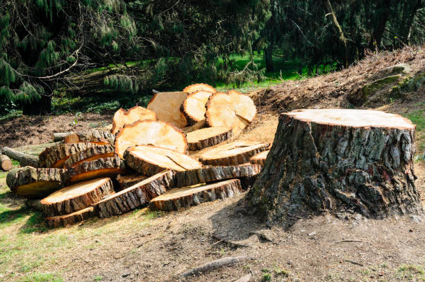 How Our Tree Care Process Works  in  Bridgeport, NY